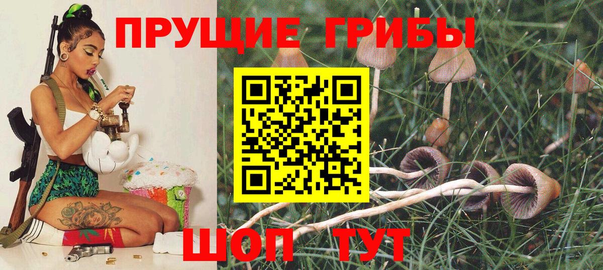 Псилоцибиновые грибы Psilocybine cubensis Старая Купавна